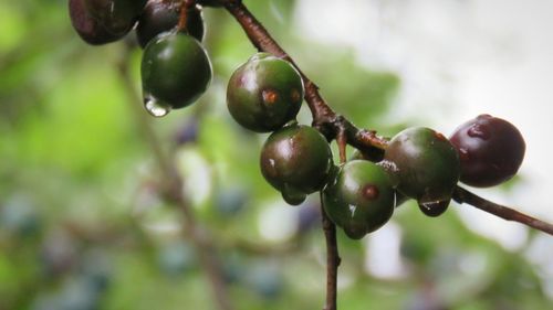 Close-up of berries growing on tree