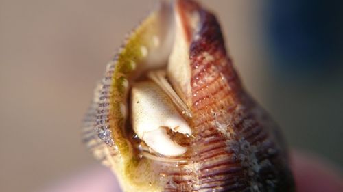 Close-up of hermit crab