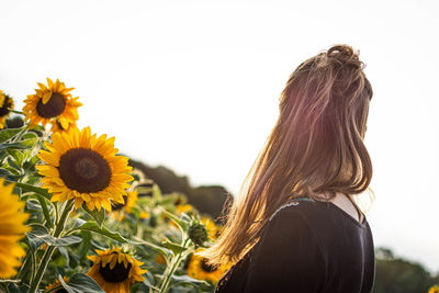 Low angle view of sunflower on plant against sky