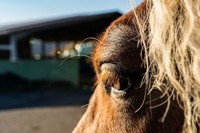 Close-up of a horse