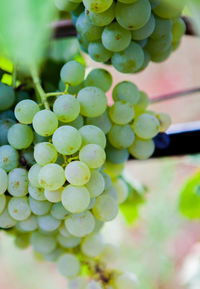 Close-up of grapes growing in vineyard