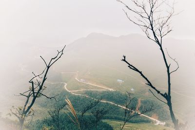 Bare tree on landscape against sky