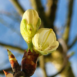 Close-up of flower