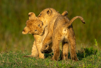 Two lion cubs playfully bite each other