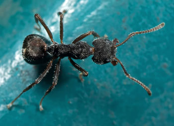 Close-up of spider