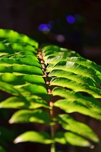 Close-up of green leaves