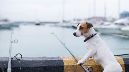 Portrait of dog