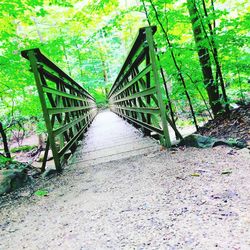 View of bridge in forest