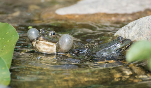 Close-up of fish swimming in lake