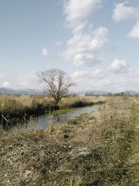 Bare trees on landscape