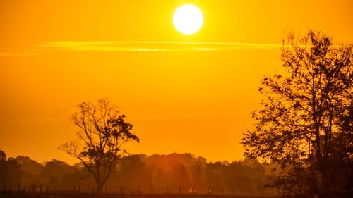 Silhouette trees on field against orange sky