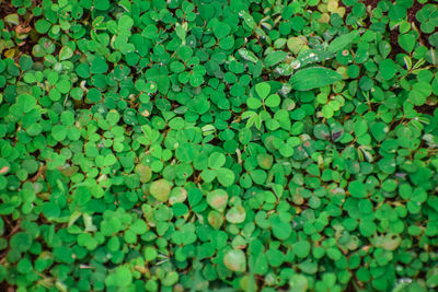 Full frame shot of leaves