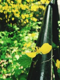 Close up of yellow flower