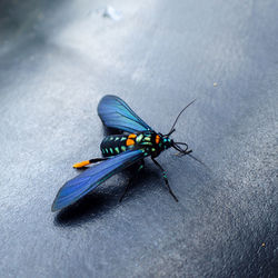 High angle view of fly on leaf