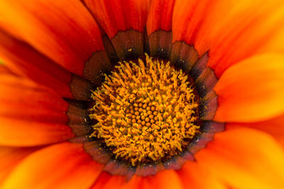 Close-up of fresh orange flower blooming outdoors
