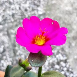 Close-up of pink flower blooming outdoors