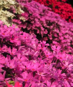 Close-up of pink flowers