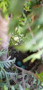 Close-up of plant in nest