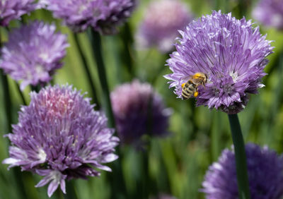 Close-up of bee pollinating on purple flower