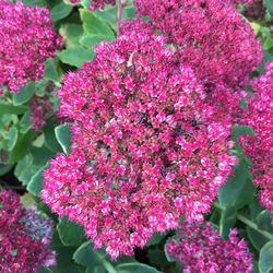 Close-up of pink flowers