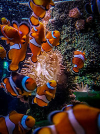 Close-up of fish swimming in sea