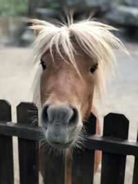 Close-up portrait of a horse