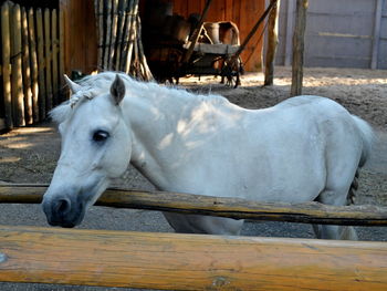 White horse in stable