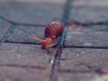 Close-up of snail on footpath