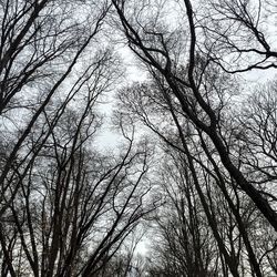 Low angle view of bare trees against sky