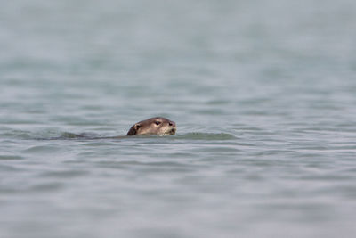 View of turtle in sea