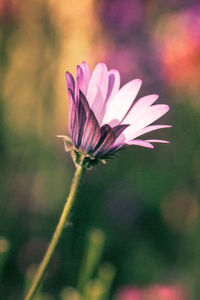 Close-up of pink flower against blurred background