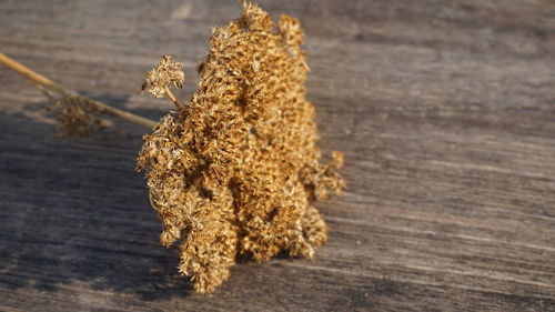 Close-up of dried plant on table