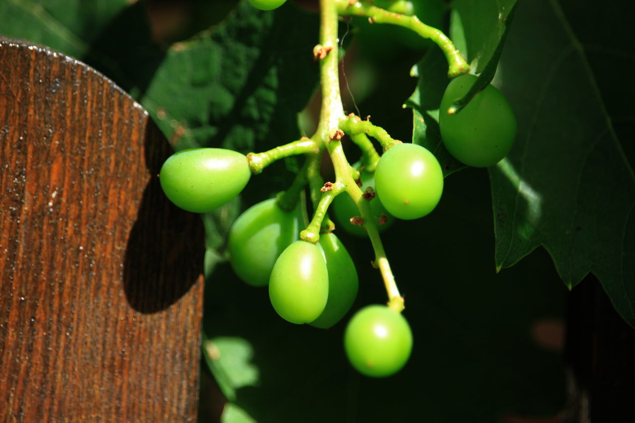 CLOSE-UP OF FRUITS ON PLANT