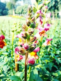 Close-up of fresh orchid flowers