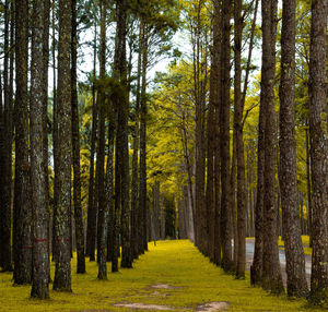 Panoramic view of pine trees in forest