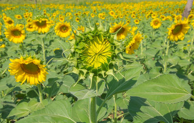 Sunflowers blooming on field