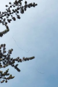 Low angle view of tree branch against sky