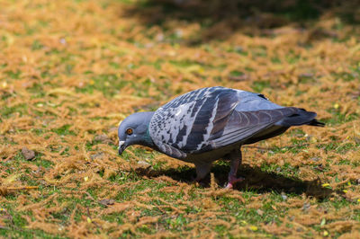 Close-up of pigeon walking on field