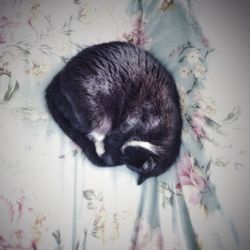 Close-up of cat sleeping on bed