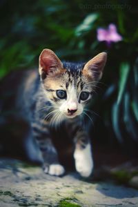 Portrait of black kitten outdoors