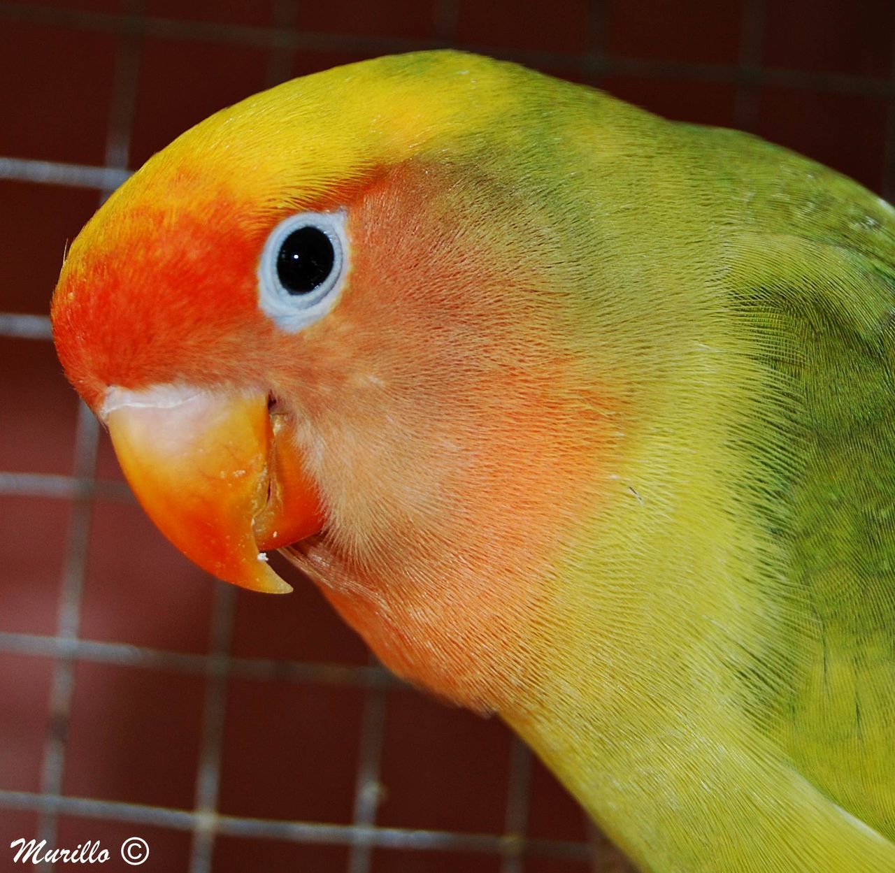 one animal, animal themes, close-up, bird, no people, yellow, animals in the wild, parrot, indoors, pets, domestic animals, swimming, day