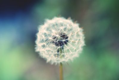 Close-up of dandelion against blurred background