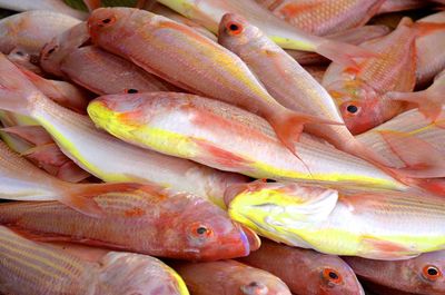 Close-up of food for sale