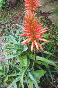 High angle view of red flowering plant on field