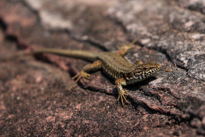 Close-up of lizard on rock