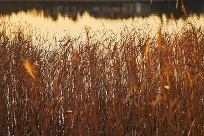 Close-up of plants growing on field during sunset