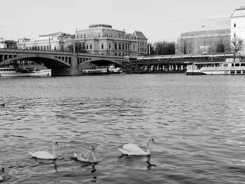 View of seagulls on bridge over river