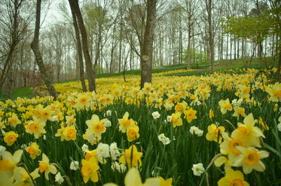 Yellow daffodil flowers in field