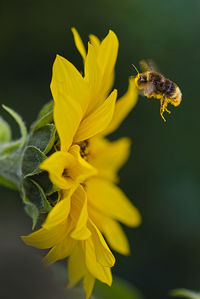 Close-up of insect on yellow flower