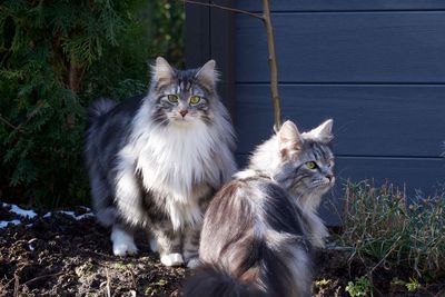 Portrait of cat sitting outdoors